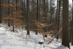 Winterwald im Februar