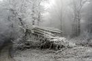 Winterwald im Frühling von Gasser Lisbeth 