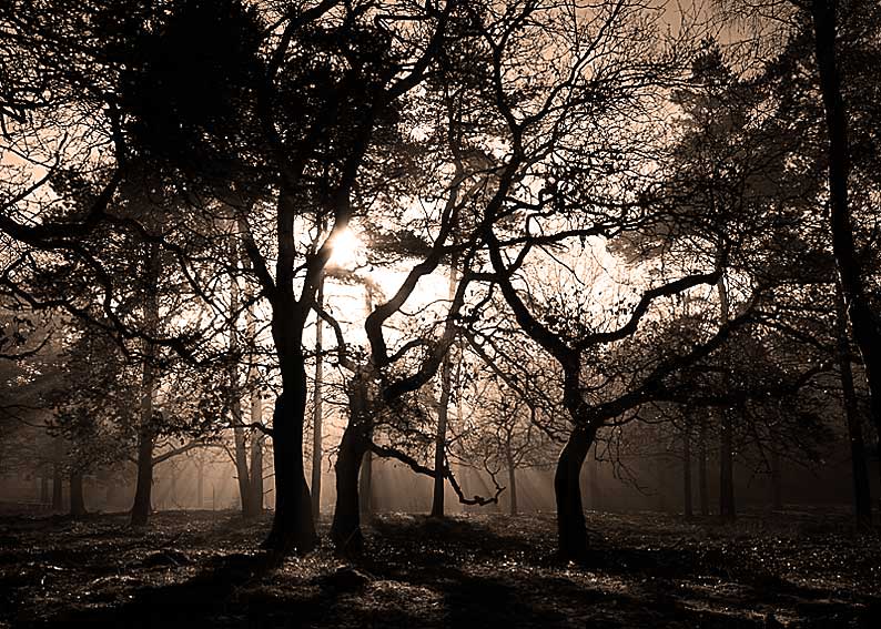 Winterwald im Gegenlicht