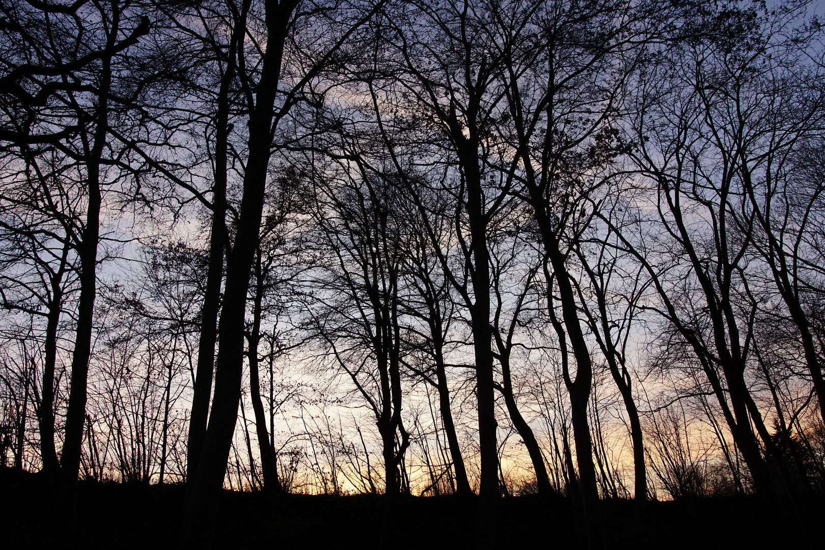 Winterwald im Gegenlicht