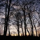 Winterwald im Gegenlicht