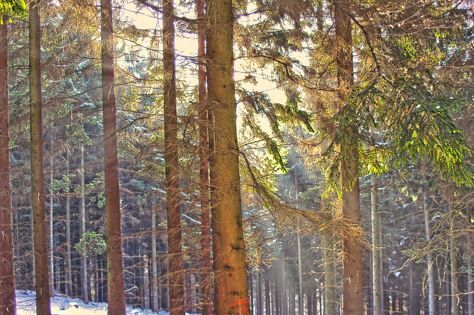 Winterwald im Gegenlicht