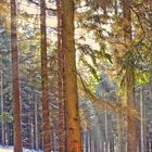 Winterwald im Gegenlicht