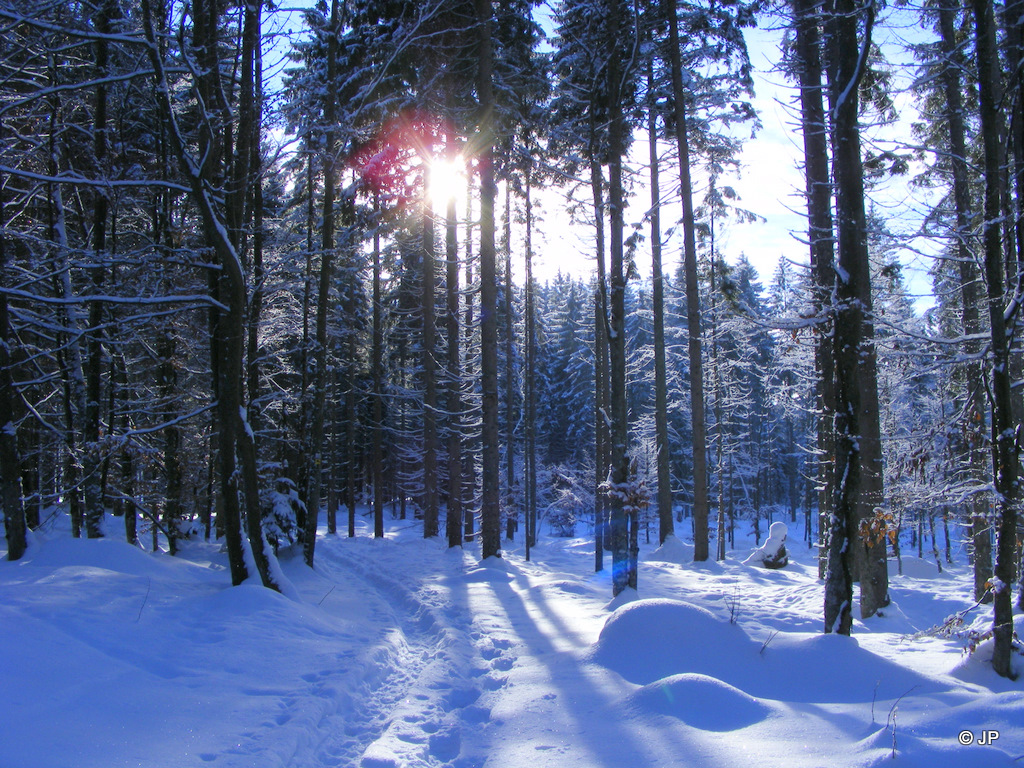 Winterwald im Gegenlicht