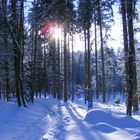 Winterwald im Gegenlicht