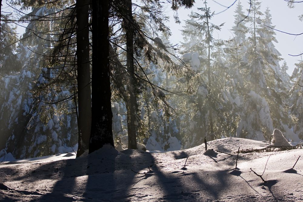 Winterwald im Gegenlicht No.1