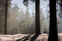 Winterwald im Gegenlicht No.3