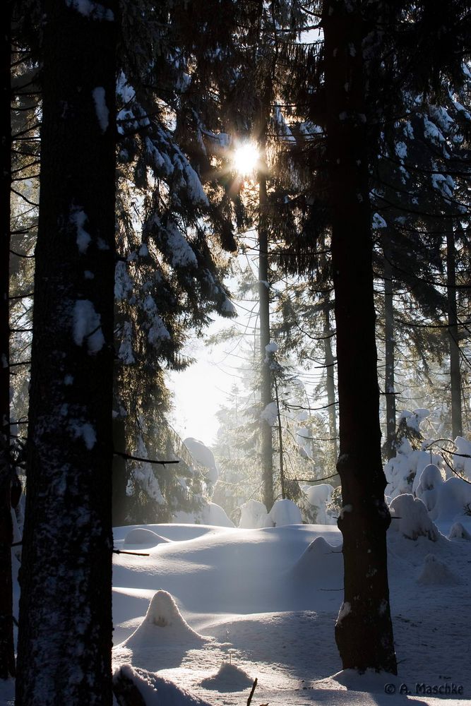 Winterwald im Gegenlicht No.4