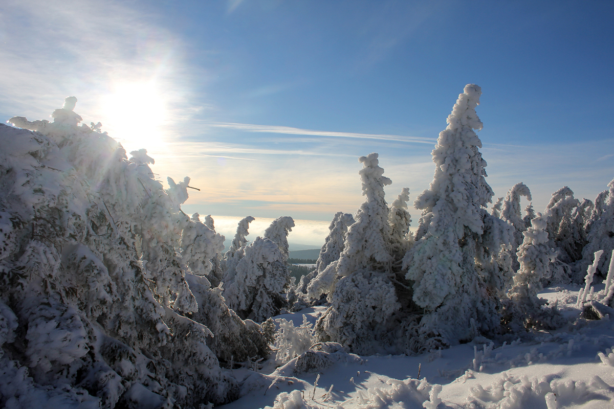 Winterwald im Harz