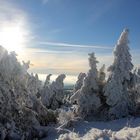 Winterwald im Harz