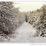 Winterwald im Harz