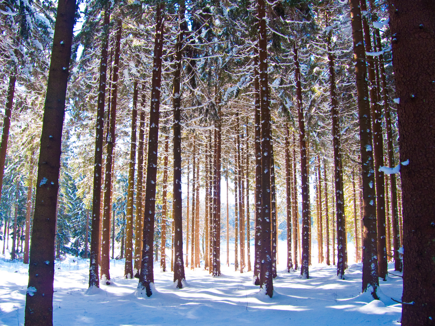 Winterwald im Harz