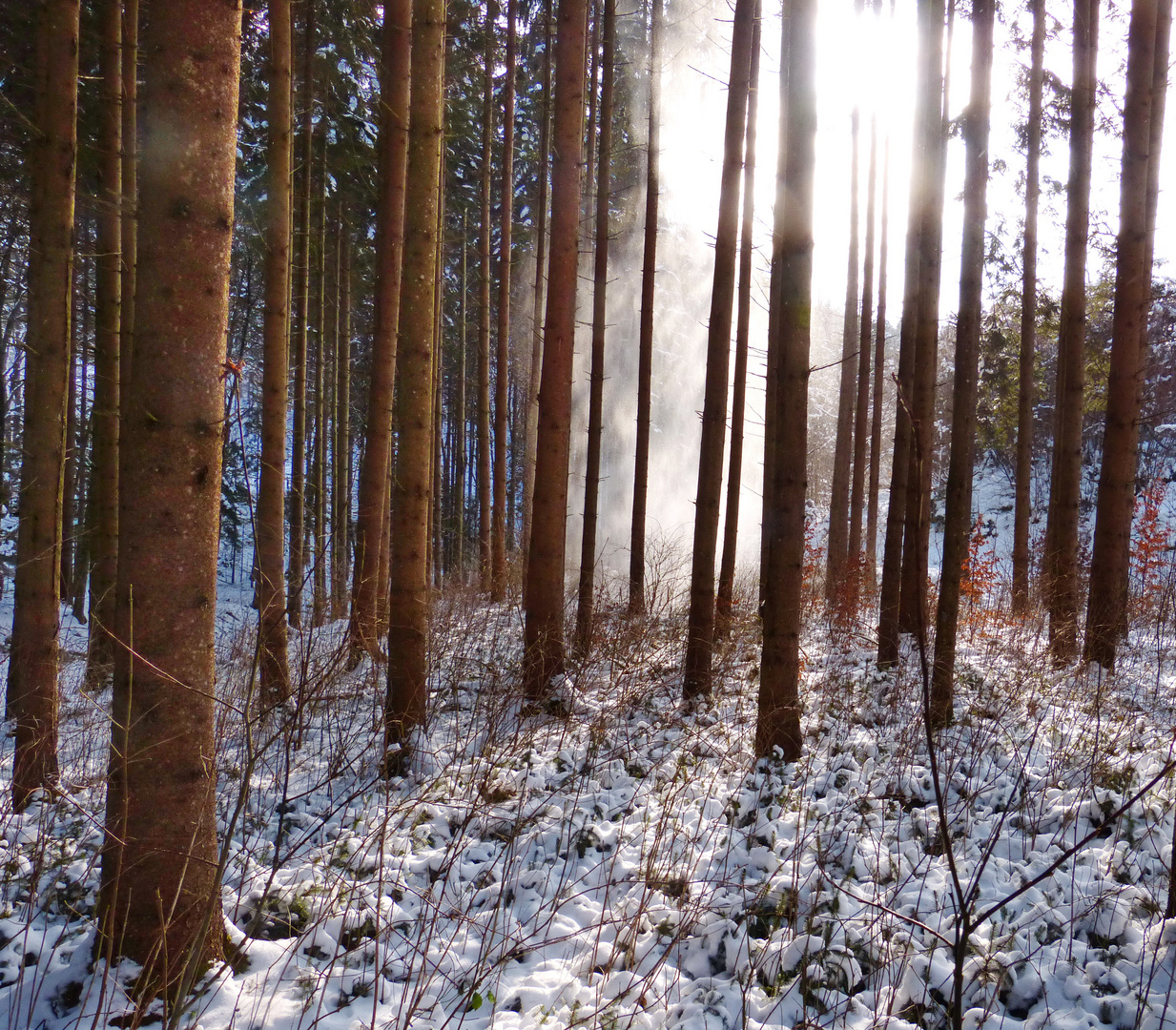 Winterwald im Hegau