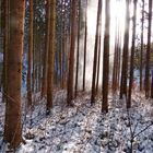 Winterwald im Hegau