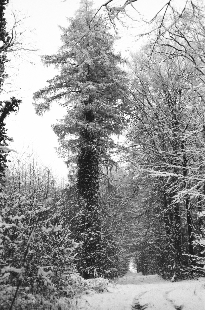 Winterwald im Januar 2024 in Vorpommern