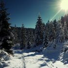 Winterwald im Mühlviertel