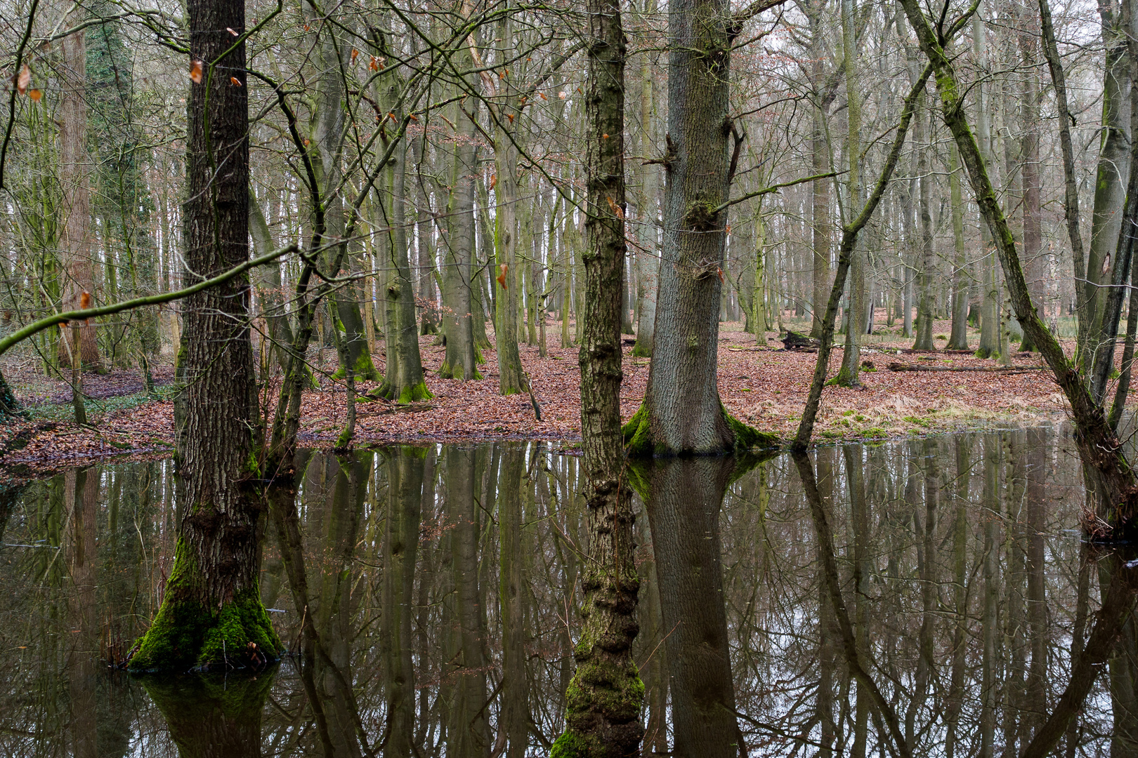 Winterwald im Münsterland