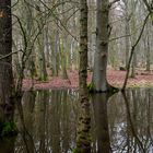 Winterwald im Münsterland