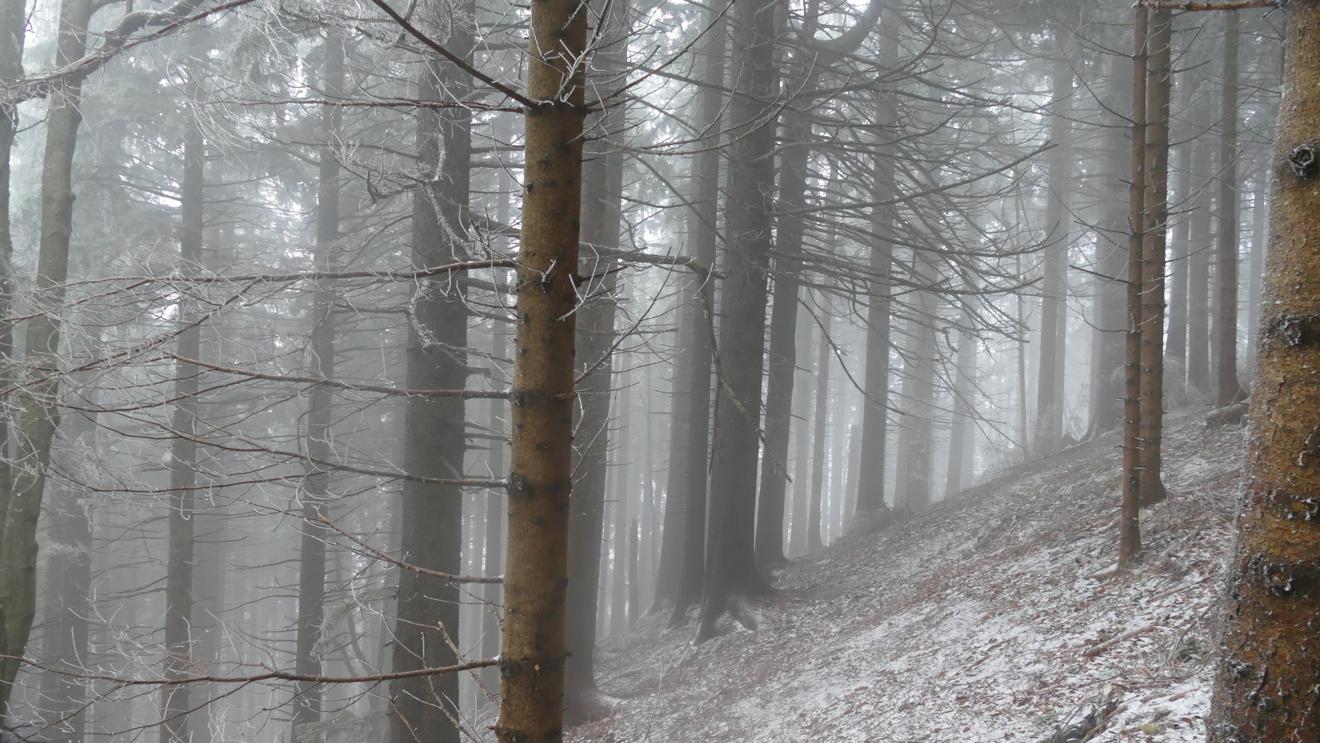 Winterwald im Nebel