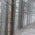 Winterwald im Nebel