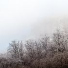 Winterwald im Nebel