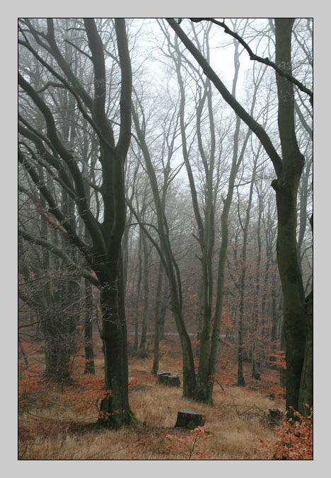 Winterwald im Nebel