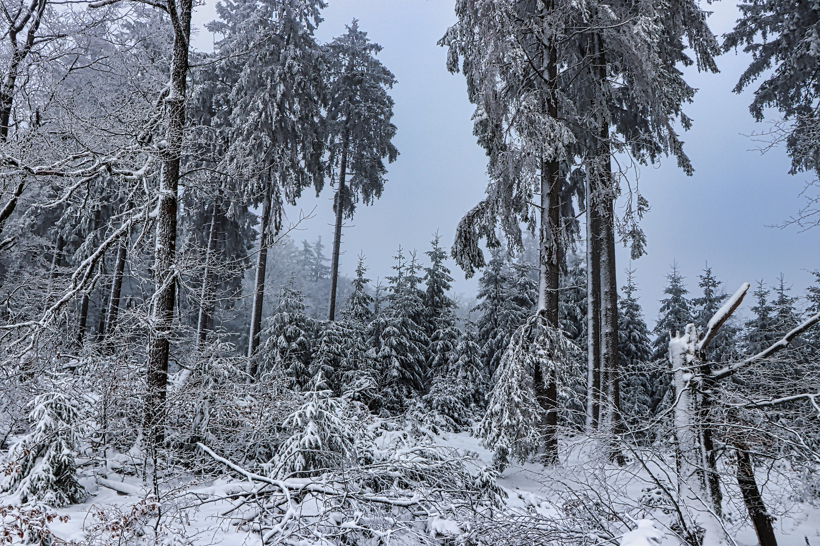 Winterwald im Sauerland