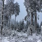 Winterwald im Sauerland