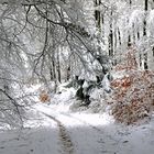 Winterwald im Sauerland