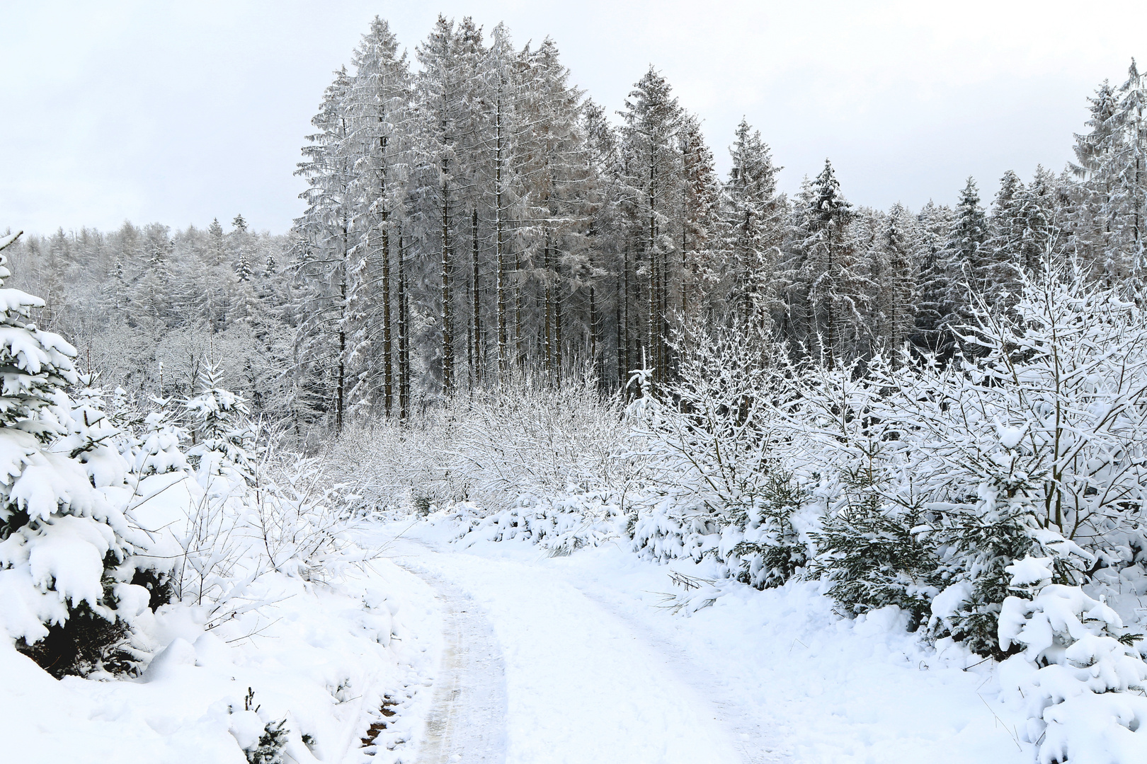 Winterwald im Sauerland