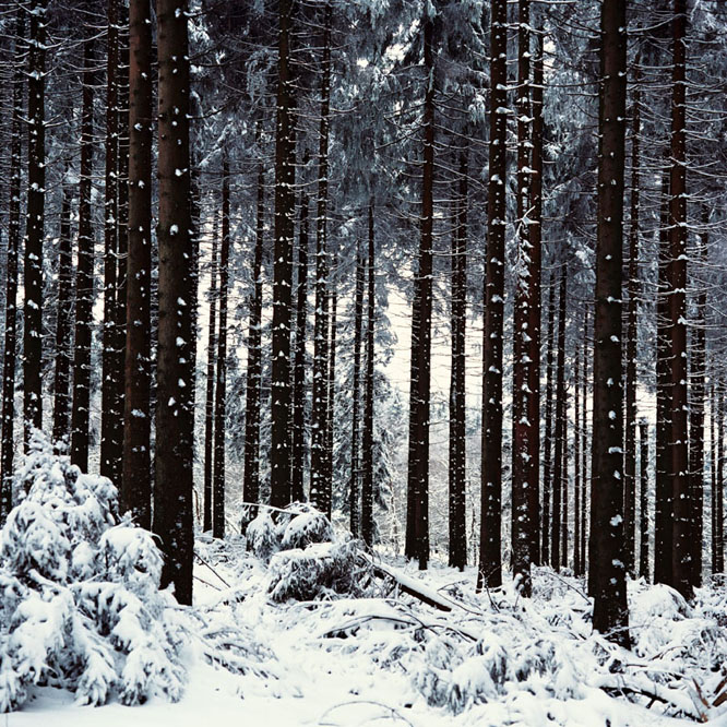 Winterwald im Sauerland