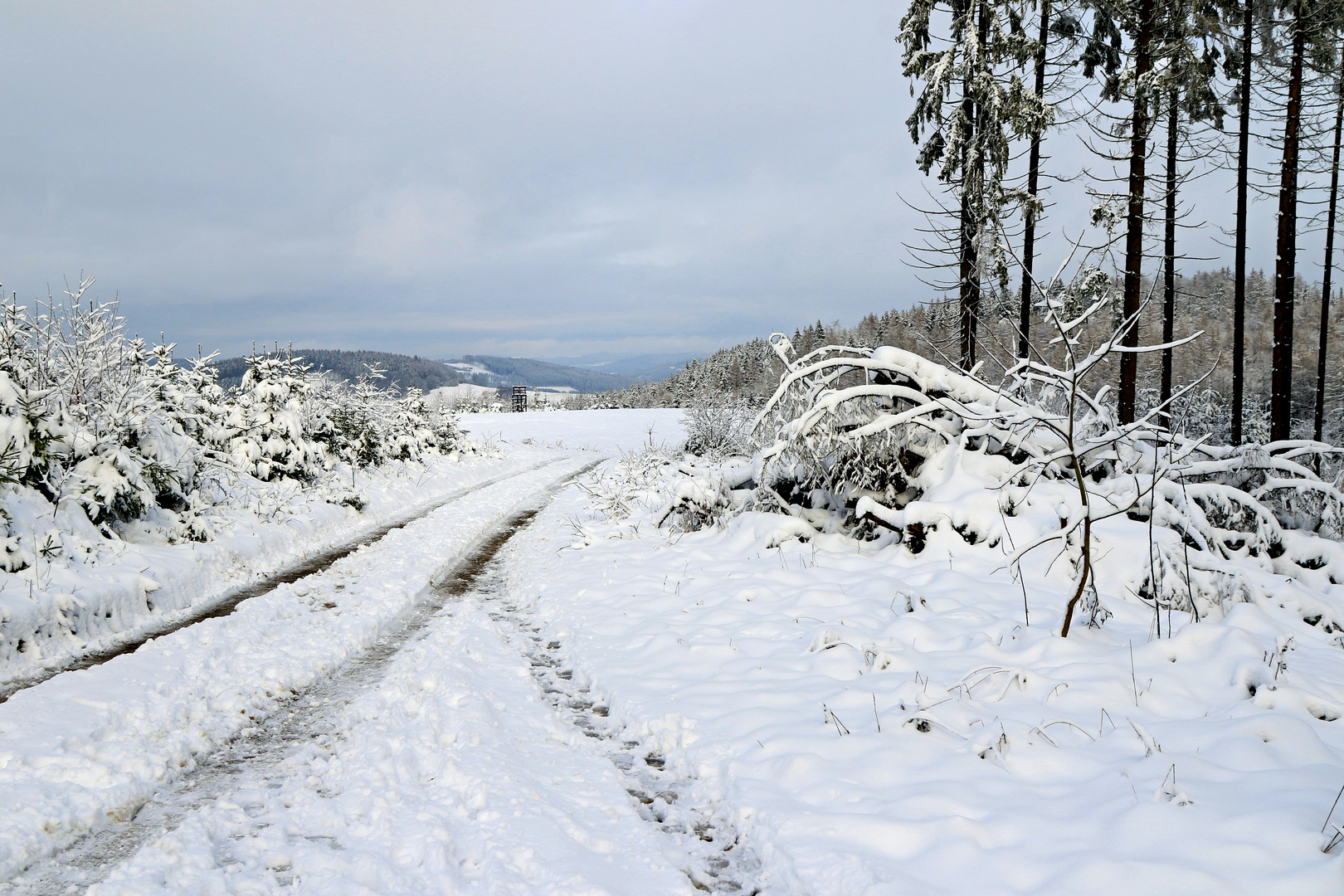 Winterwald im Sauerland