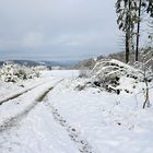 Winterwald im Sauerland