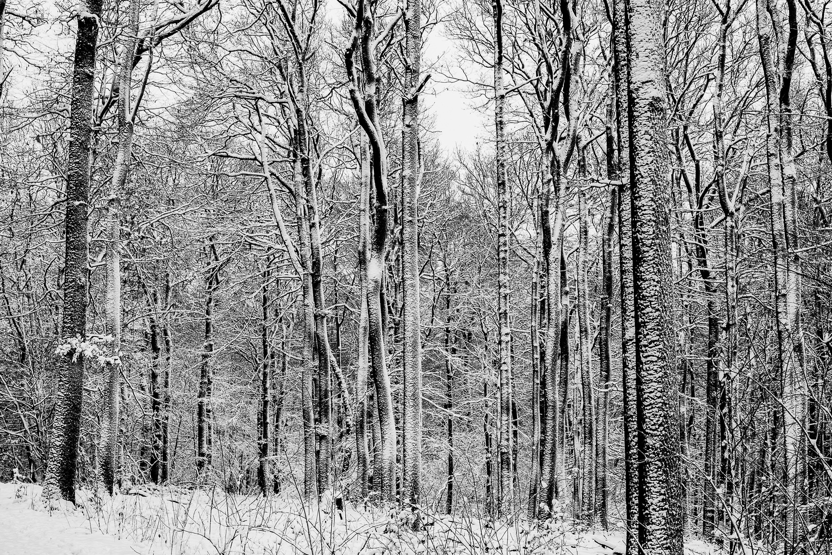 Winterwald im Schnee