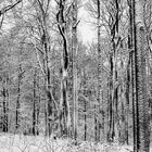 Winterwald im Schnee