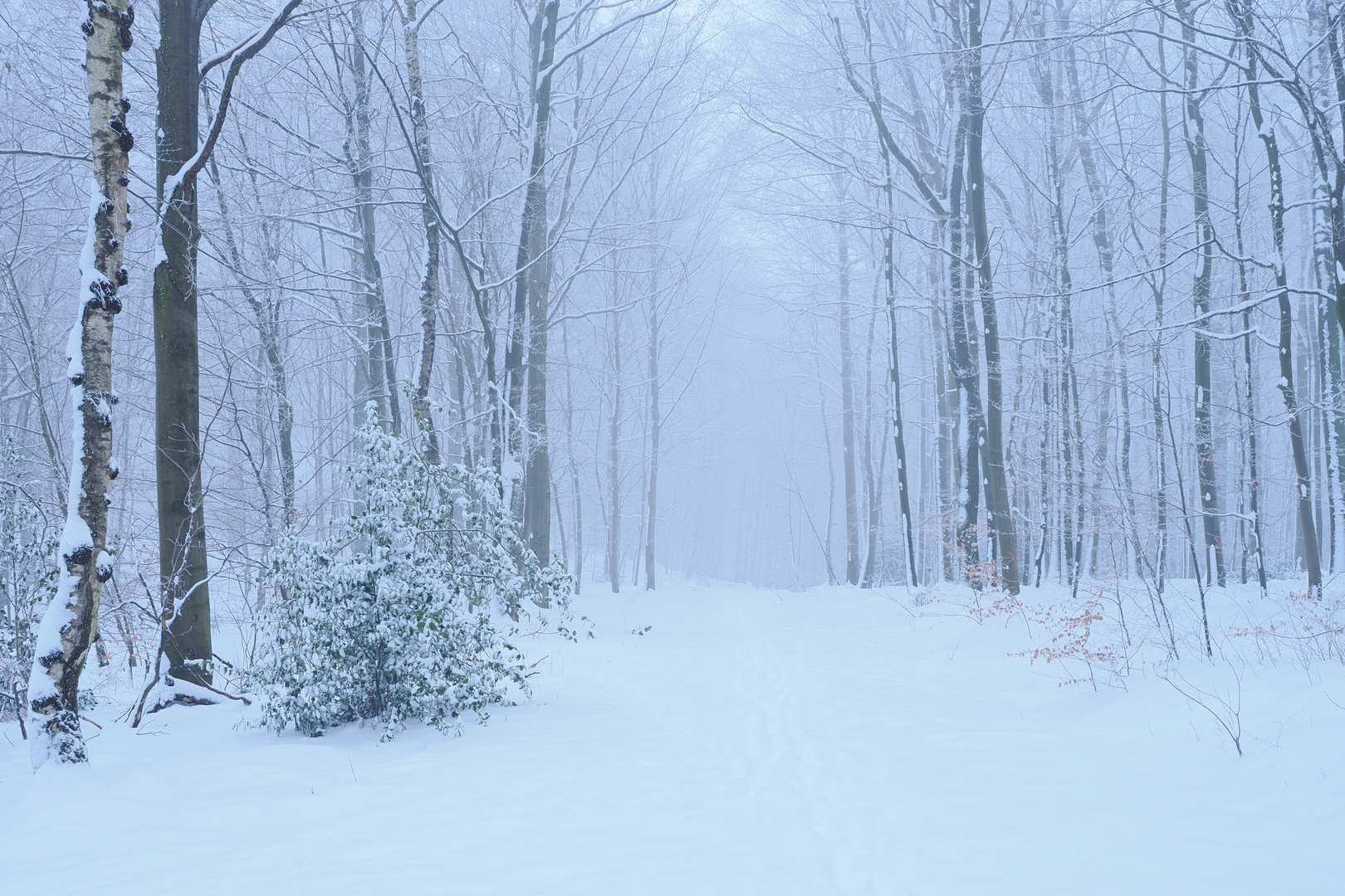 Winterwald im Siebengebirge