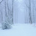 Winterwald im Siebengebirge