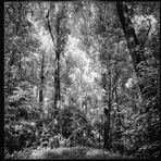 "Winterwald" - im Sommer 