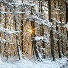 Winterwald im Sonnenglanz