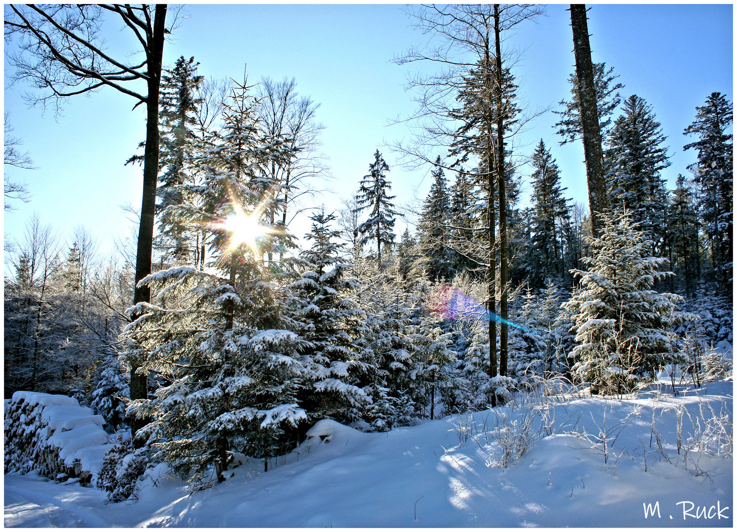 Winterwald im Sonnenlicht ,