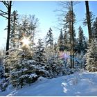 Winterwald im Sonnenlicht ,