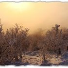 Winterwald im Sonnenuntergang