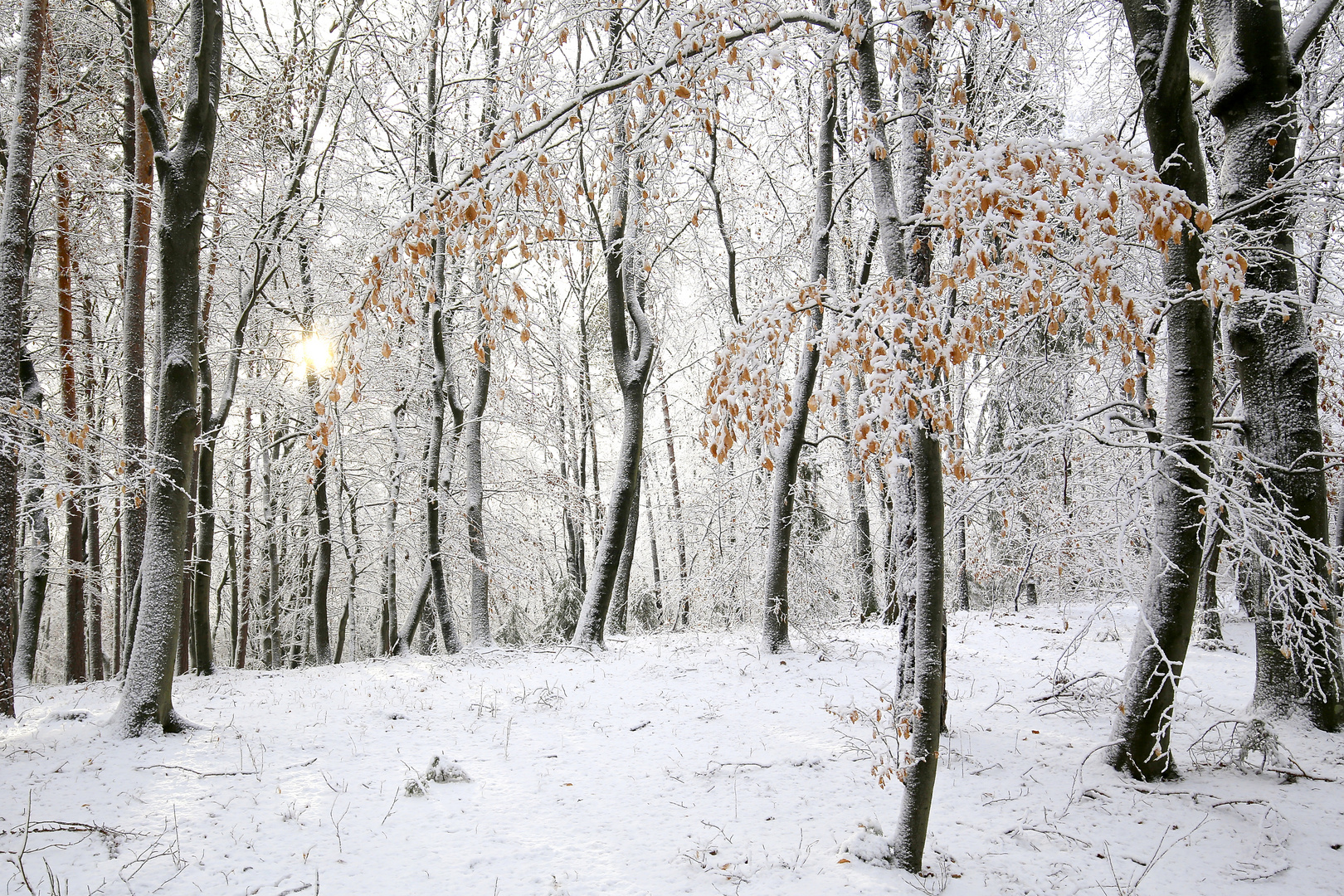 Winterwald im Südburgenland