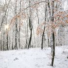 Winterwald im Südburgenland