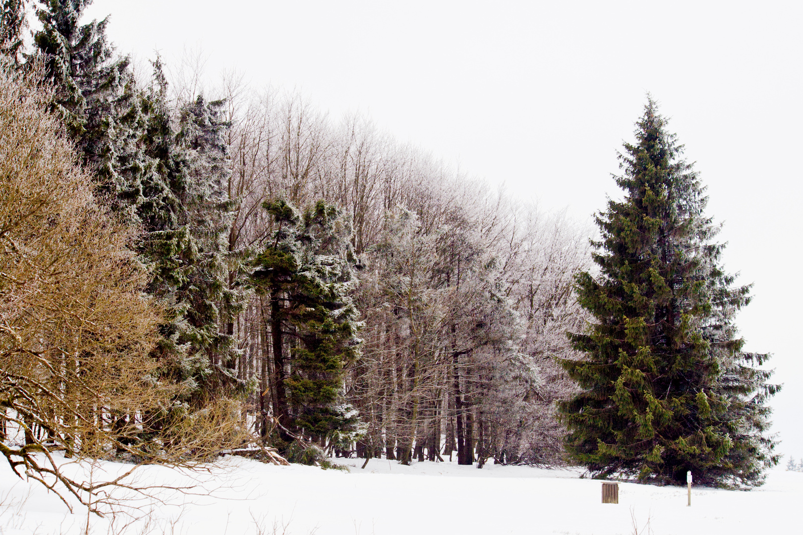 Winterwald im Vogelsberg