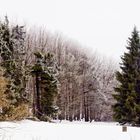 Winterwald im Vogelsberg