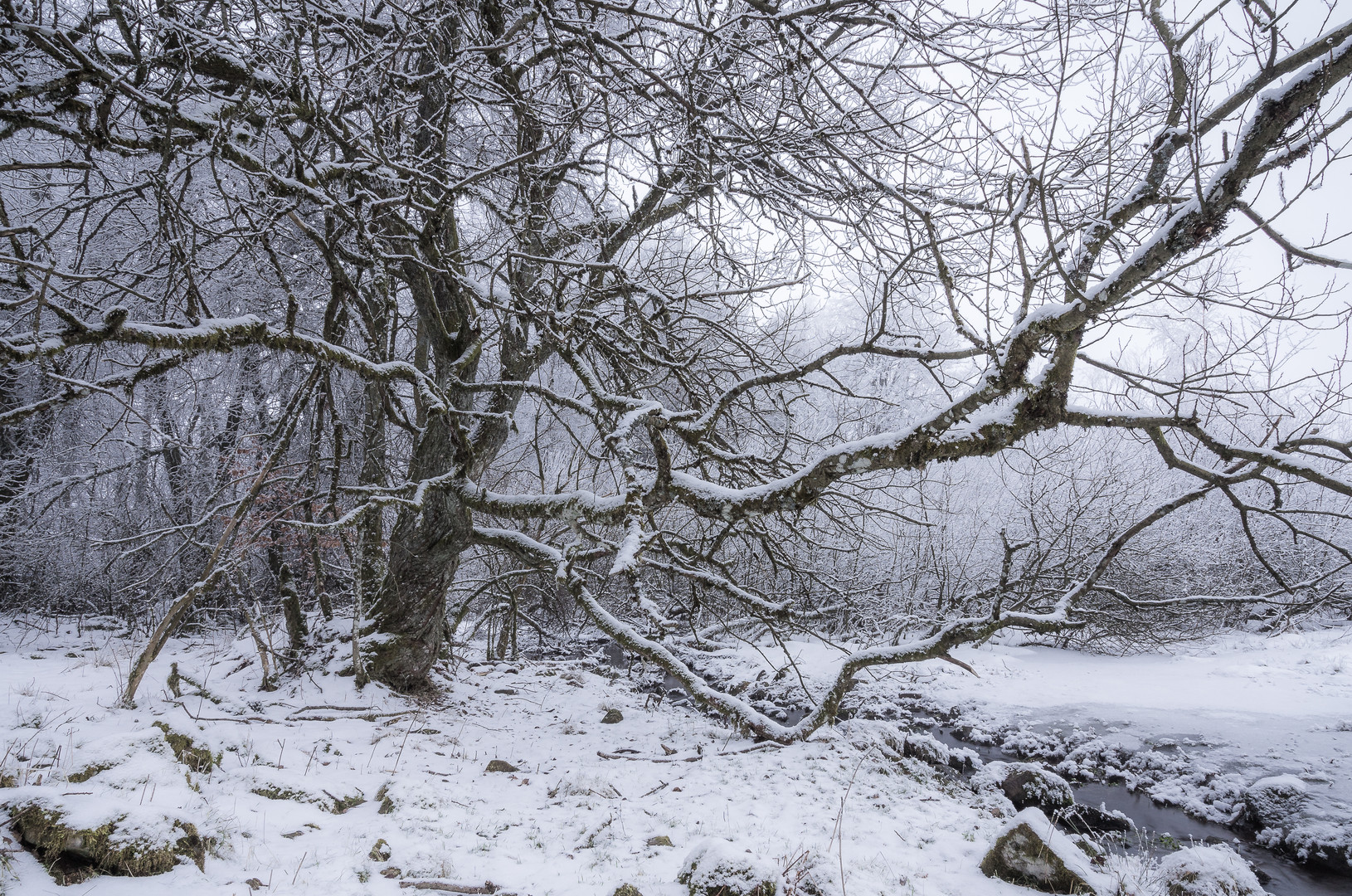 Winterwald-Impressionen