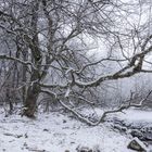 Winterwald-Impressionen