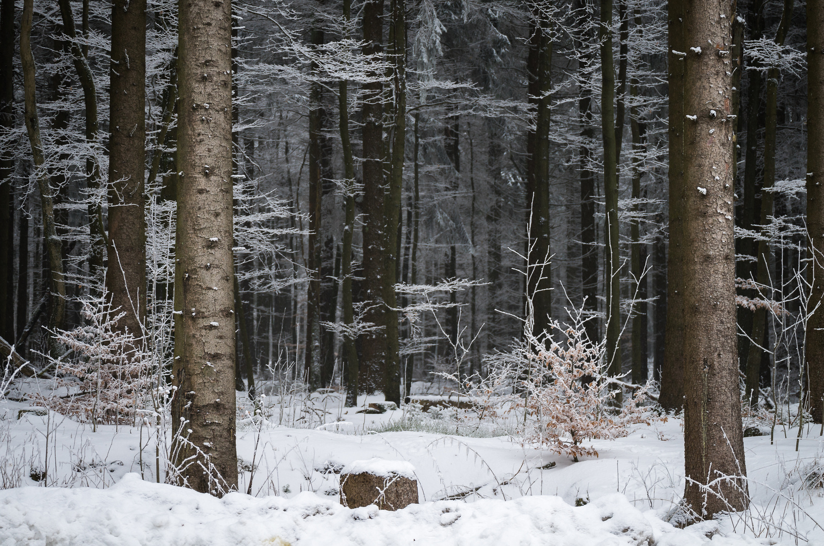 Winterwald-Impressionen