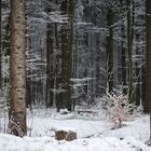 Winterwald-Impressionen